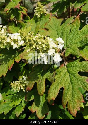 Hydrangea quercifolia - hydrangea di quercia- è un arbusto deciduo di diffusione con le foglie handsome, grandi, profondamente lobate. Crema di fiori, in padella conica Foto Stock