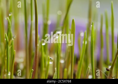 germinati di grano con rugiada da vicino Foto Stock