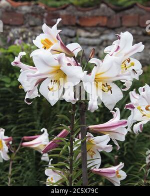 Lilium Regale Foto Stock