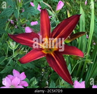 Rosso fuoco ibrido Hemerocallis tra geranio rosa Foto Stock