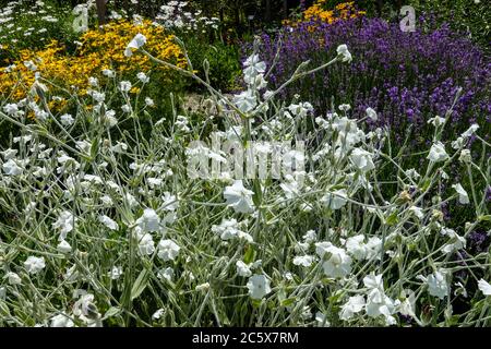 Lychnis coronaria alba campion rosa bianca Foto Stock