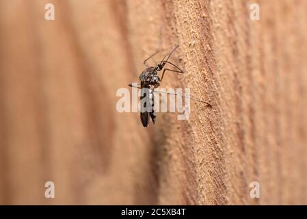 la zanzara si siede su una tavola di legno. Insetto su sfondo sfocato. Insetto di scala di macro. Foto Stock