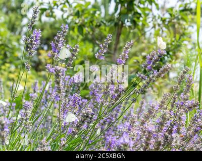 Farfalle di cavolo bianco su fiori viola lavanda in giardino in una giornata di sole in estate. Erba verde offuscata sullo sfondo e raggi solari Foto Stock