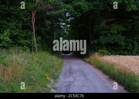 Vista sul tunnel verde e scuro con alberi e erba intorno Foto Stock