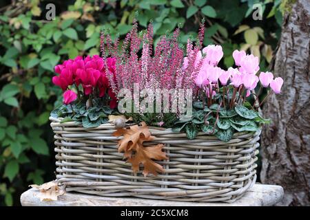 decorazione giardino autunno con fiori di ciclamino e fiore di erica in cesto Foto Stock