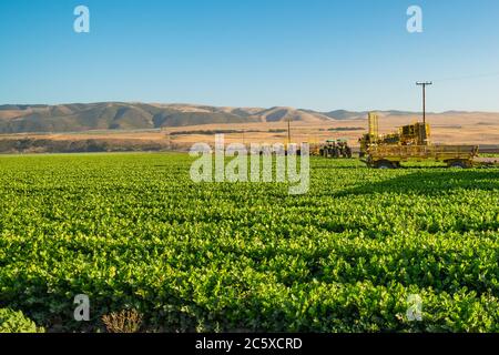 Santa Barbara County, California/USA - 4 luglio 2020 campo agricolo di sedano e macchine agricole. Stagione di raccolto, California Foto Stock