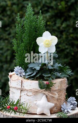 decorazione giardino invernale con helleborus niger in barbark pot di betulla Foto Stock