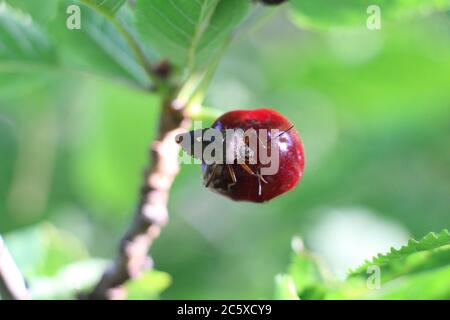 Uno schermo rosso-zampe (rutfises pentatoma) rimane assolutamente fermo come sembra succhiare la ciliegia rossa Foto Stock