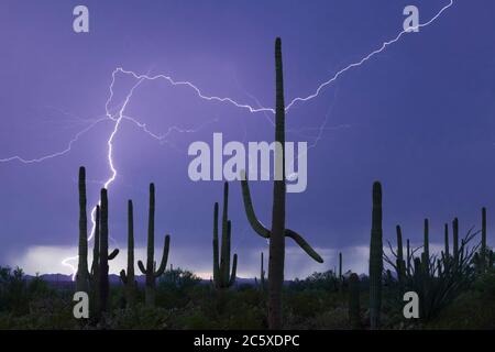 Parco Nazionale del Saguaro (unità occidentale) AZ / AGOSTO Monsoon illuminazione e virga sopra le montagne Roskruge oltre i cactus maturi del Saguaro. Foto Stock