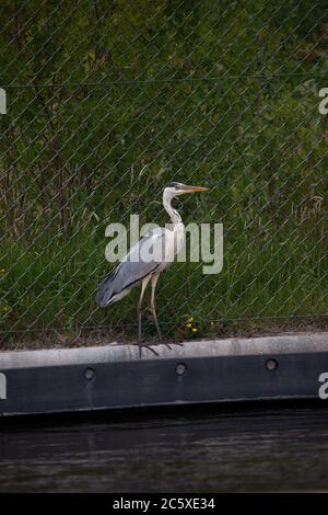 Grey Heron, Ardea cinerea, singolo adulto appollaiato sulla riva di un canale urbano. West Midlands. REGNO UNITO Foto Stock