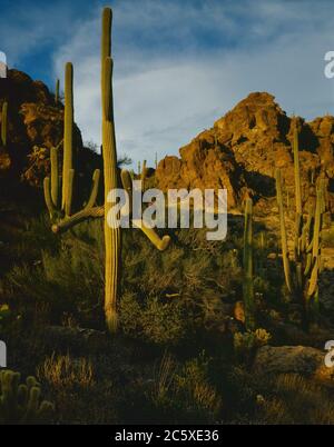 Tucson Mountain Park Tucson Az / LA luce del pomeriggio DI FEBBRAIO riscalda i cactus di saguaro che crescono sulle pendici di granito che circondano Gates Pass a Tucson Mtns Foto Stock