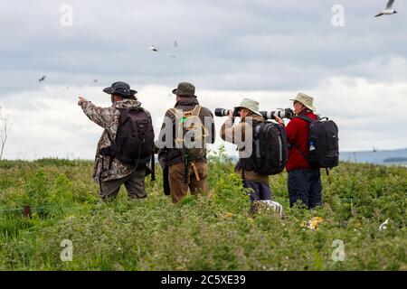 Bird watcher sull'isola di Farne Foto Stock