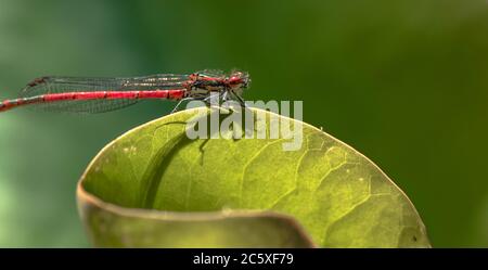 Una grande damselfly femminile rossa (UK) sul bordo di una foglia di giglio d'acqua. Foto Stock