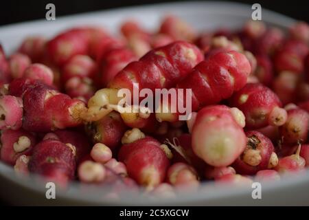 Oca, Oxalis tuberosa coltivata nel Regno Unito Foto Stock