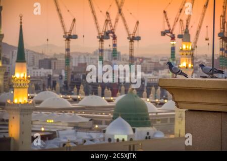 Piccioni che si erigono ai margini dell'hotel che si trova di fronte alla Moschea del Profeta. Foto Stock