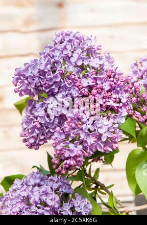 Primo piano di Lilac Syringa vulgaris comune. Un arbusto grande deciduo o piccolo albero che fiorisce in primavera all'inizio dell'estate e completamente è duro. Foto Stock