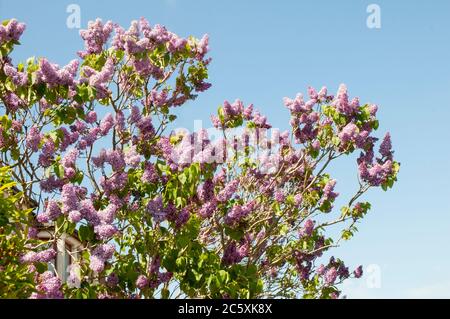 Vista di Lilac comune Syringa vulgaris. Un arbusto grande deciduo o piccolo albero che fiorisce in primavera all'inizio dell'estate ed è completamente duro. Foto Stock