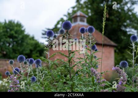 Il thistle del globo ruteniano, conosciuto anche come Echinops bannaticus, nello storico giardino murato presso i Giardini della Casa di Eastcote, nel Borough di Hillingdon, Regno Unito Foto Stock