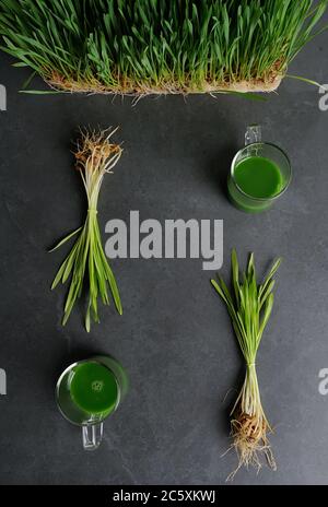 Succo di erba di grano verde nella tazza di vetro su sfondo grigio scuro.succo da grano erba Plants.Detox, concetto alimentare di nutrizione. Foto Stock