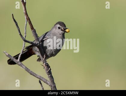 Un catbird grigio si tace con una bacca gustosa nel suo becco Foto Stock