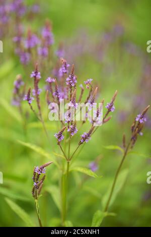 Verbena hatata, conosciuta come verbena blu, vervana blu, gioia di Simpler, verbena palude, palude vervain, o americano vervain, nella famiglia Verbenaceae. Foto Stock