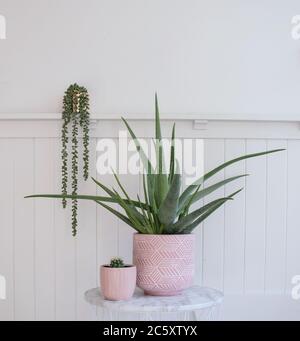 Pianta di Aloe vera e piccole piante in vaso di cactus in vasi rosa in camera bianca Foto Stock