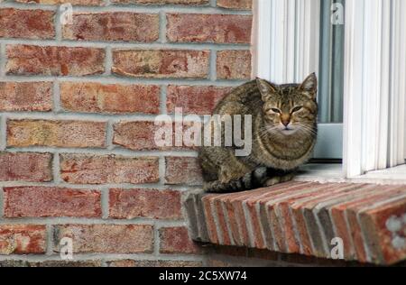 Il gatto sonnolento poggia su una soglia di una finestra di una casa di mattoni Foto Stock