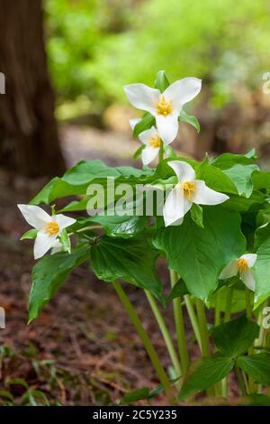 Issaquah, Washington, Stati Uniti. Western Trillium fiori selvatici, noto anche come Wake Robin o Western Wake Robin. Foto Stock