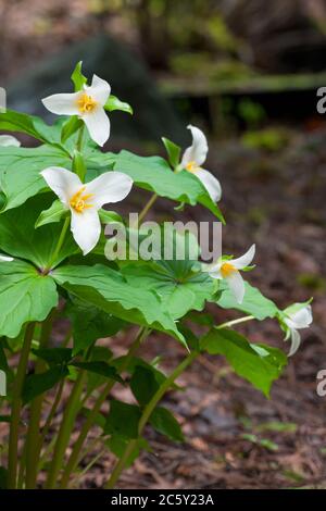 Issaquah, Washington, Stati Uniti. Western Trillium fiori selvatici, noto anche come Wake Robin o Western Wake Robin. Foto Stock