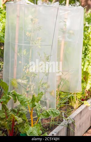 Giovani piante di pomodoro circondate da plastica per mantenerli caldi all'inizio della stagione per favorire una crescita più rapida, con bietole luminose Foto Stock