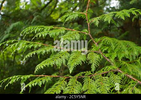 Western Red Cedar Branchlet (withe) e le sue caratteristiche foglie scalari, che mostrano le sue curve flessibili, lunghe e aggraziate Foto Stock