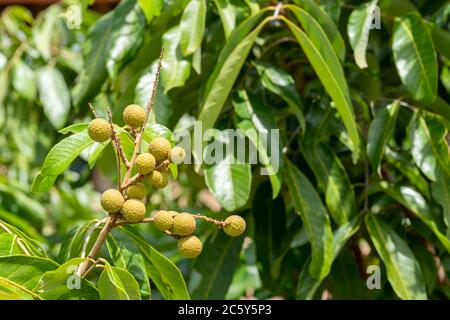 Il frutto giovane dell'albero di Lamyai. Foto Stock