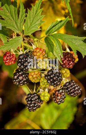 Issaquah, Washington, Stati Uniti d'America. Evergreen more in vari stadi di maturazione. Essi sono un selvaggio e non delle piante native. Foto Stock