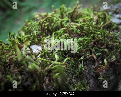 Sphagnum muschio Pere muschio in foresta. Primo piano di muschio di Peat. Texture, sfondo. Il muschio verde di Sphagnum cresce sulla corteccia di un vecchio albero su backgr sfocato Foto Stock