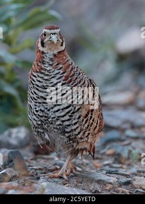 Partridge tibetano (Perdix hodgsoniae) adulto in piedi sulla ghiaia, Provincia di Qinghai, Cina 24 agosto 2017 Foto Stock