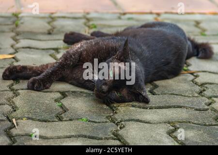 Gatto nero vagabondato dall'occhio verde della famiglia a coda corta, comune a Singapore, adagiato su un marciapiede piastrellato all'ombra Foto Stock