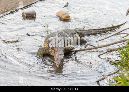 Un vecchio monitor lucertola rettile camminare sull'erba al Parco Lumpini a Bangkok Foto Stock