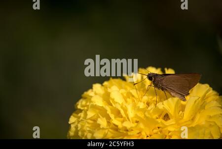 Un bel primo piano di farfalla su un fiore di marigold arancione. Sfondo sfocato Foto Stock