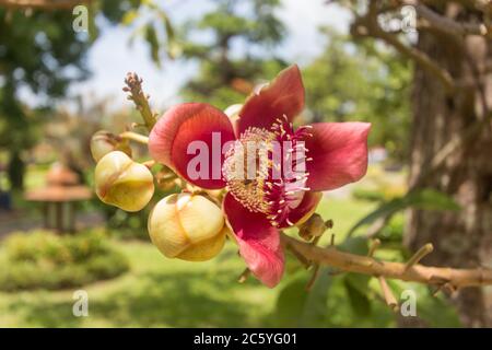 Shorea robusta o Cannonball fiore dalla struttura ad albero Foto Stock