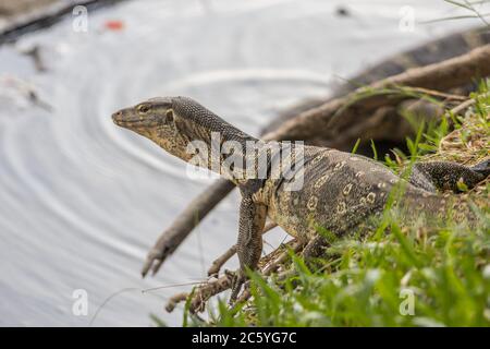 Un vecchio monitor lucertola rettile camminare sull'erba al Parco Lumpini a Bangkok Foto Stock