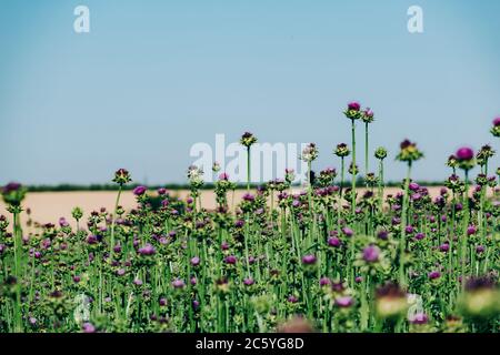 Thistle fiorisce nel campo. Il coltivatore coltiva una pianta medicinale. Foto Stock