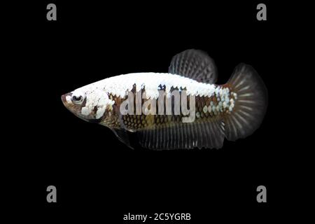 Betta Black Samurai HMPK Halfmoon plakat femmina o Plakat Fighting Fish Splendens su sfondo nero. Foto Stock