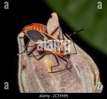 Primo piano di due colorati tappeti di colore rosso e nero, Dyddercus decussatus che si accoppia su fiore morto di albero di cotone / ibisco in giardino australiano Foto Stock