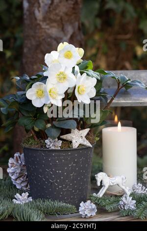 decorazione vintage del giardino di natale con helleborus niger e candela bianca Foto Stock