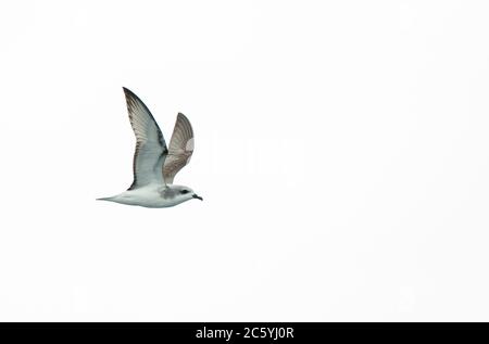 Il Petrel del cuoco (Pterodroma cookii) che vola sopra l'oceano pacifico fuori Lima, Perù. Vista laterale, con schema ad ala inferiore. Foto Stock