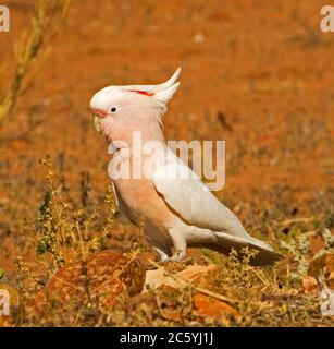 Gallo Mitchell, leadbeateri di Lophochra, rosa pallido e bianco, con cresta sollevata, su terreno rosso dell'entroterra australiano Foto Stock