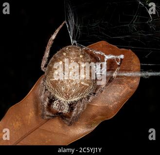 Grande ragnatela orb, specie Eriophora, su foglia secca su sfondo scuro nel giardino australiano Foto Stock