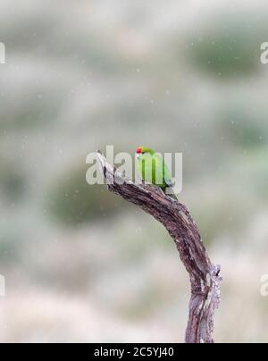 Isole di Auckland, con il suo nome Maori di kakariki, è stato anche conosciuto come Cyanoramphus novaezelandiae novaezelandiae. Appollaiato su una stic Foto Stock