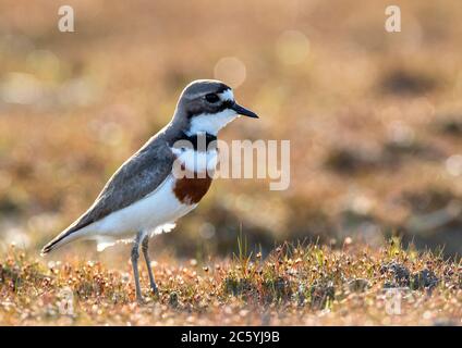 Plover (Charadrius bicinctus bicinctus) per adulti a doppia banda in posizione su un campo con retroilluminazione in Nuova Zelanda. Conosciuto anche come il Dotterel o po Foto Stock