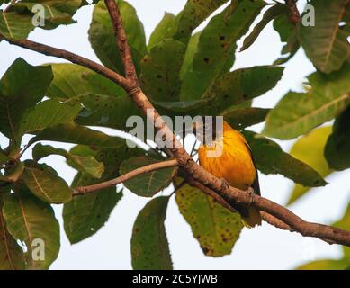 Oriole (Oriolus xanthornus xanthornus) maschio immaturo con cappuccio nero, arroccato in un albero a foglie large nell'Asia tropicale. Foto Stock